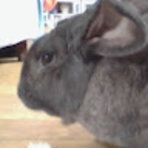 Meet your Posher, Aston